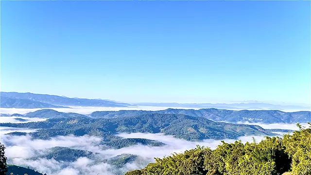 古树茶园